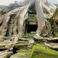 Ta Prohm Temple from Tomb Raider