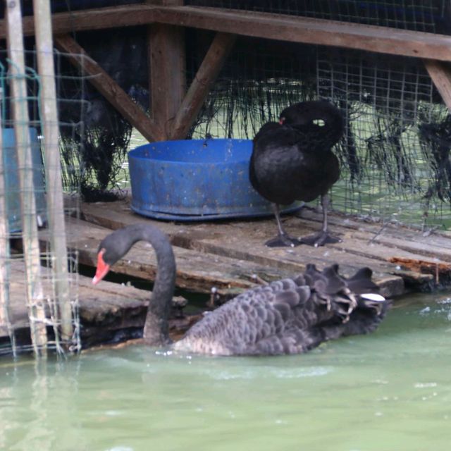 BBQ、馬、孔雀...大棠有機生態園！