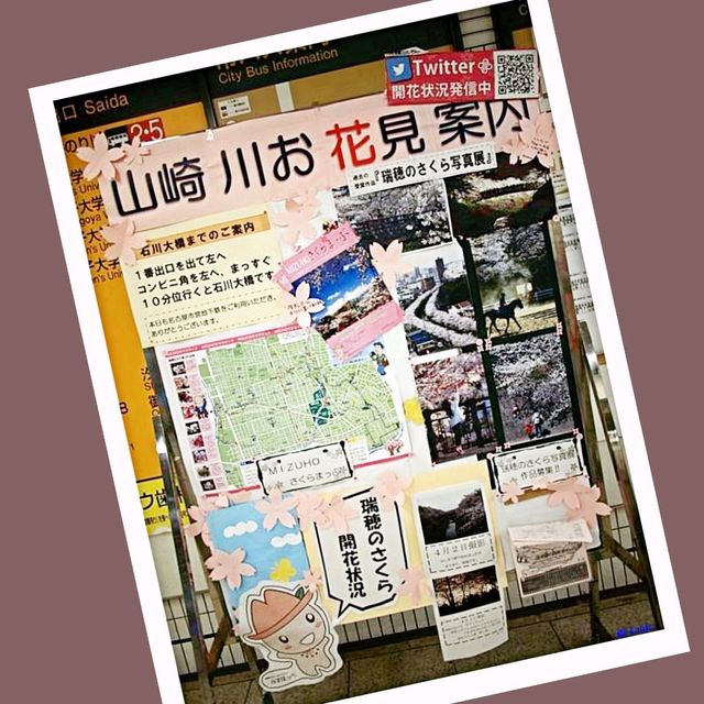 最浪漫既雨～山崎川四季の道櫻花雨