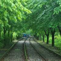 Experience the Rail Bike in Gapyeong ✨️