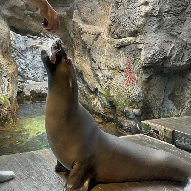 世界最大級の水族館”海遊館”