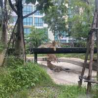 호랑이 들의 쉼터 🐯Tiger Park ! 🐅