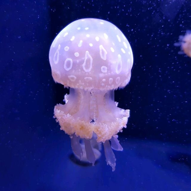 Seattle Aquarium