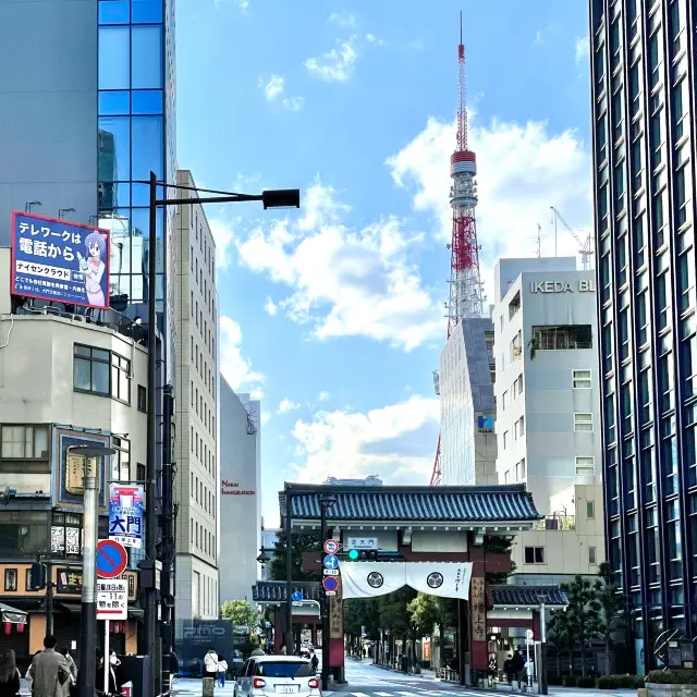 増上寺の河津桜