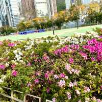 ［維多利亞公園］- 賞花好時機🌸🌺💐