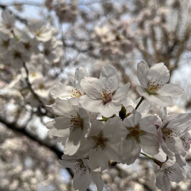 【東京】東京のど真ん中にある自然豊かな公園