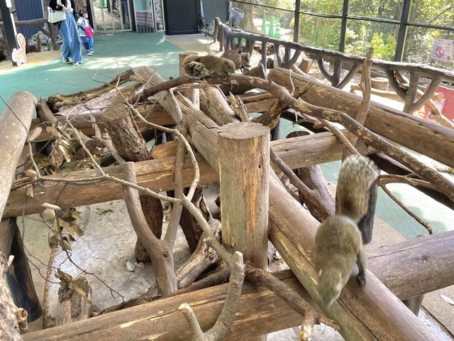 岐阜🐿リスがかなり近くでみれて餌もあげれる🐿💓金華山リス村
