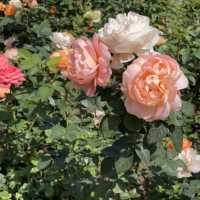 🌹1年四季都盛開的玫瑰園🌹