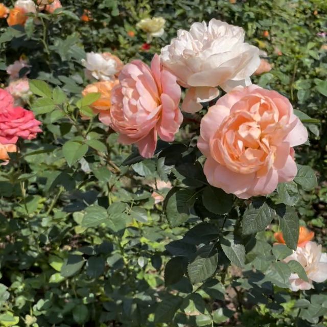 🌹1年四季都盛開的玫瑰園🌹