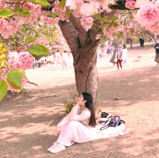 경주 겹벚꽃 핫플