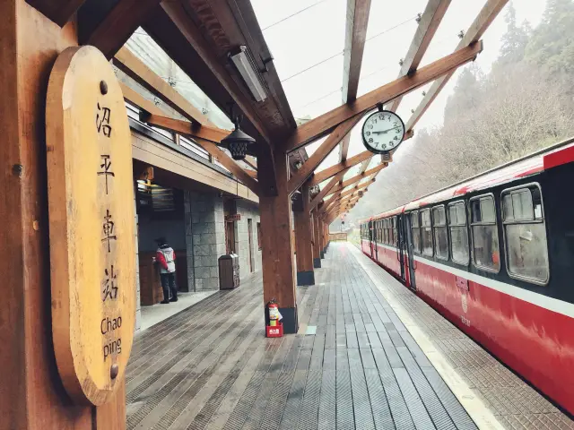 阿里山森林風景區🚞 一起坐小火車走步道😍