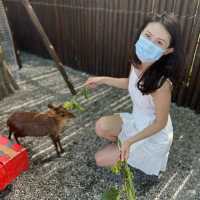 宜蘭張美阿嬤農場｜有水豚君、梅花鹿、草泥馬、等等好多動物