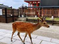 週末の旅【興福寺in奈良】