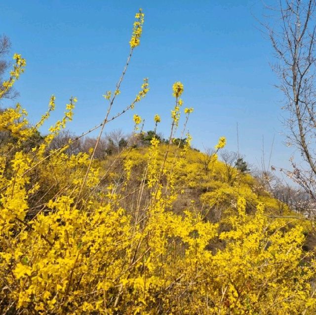 응봉산 개나리 꽃 구경💛