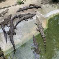 weekend with the crocodile