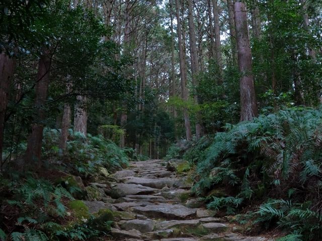 【熊野古道】神秘の世界に飛び込む！熊野古道馬越峠をご紹介