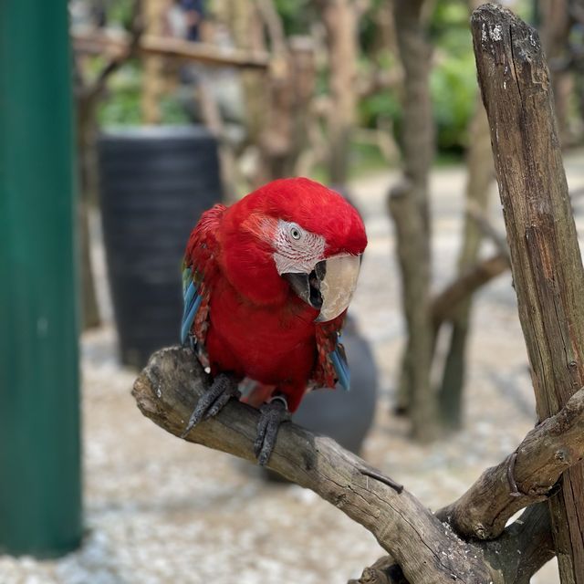 House Of Parrots 🦜 @ VinWonders Nam Hoi An 🇻🇳