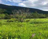 箱根湿性花園