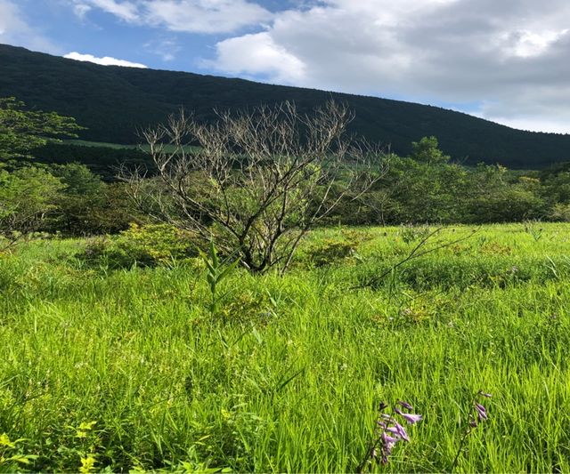 箱根湿性花園