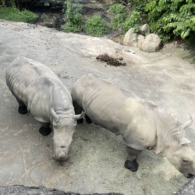 來去動物園找犀牛大便吧