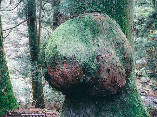 花園神社