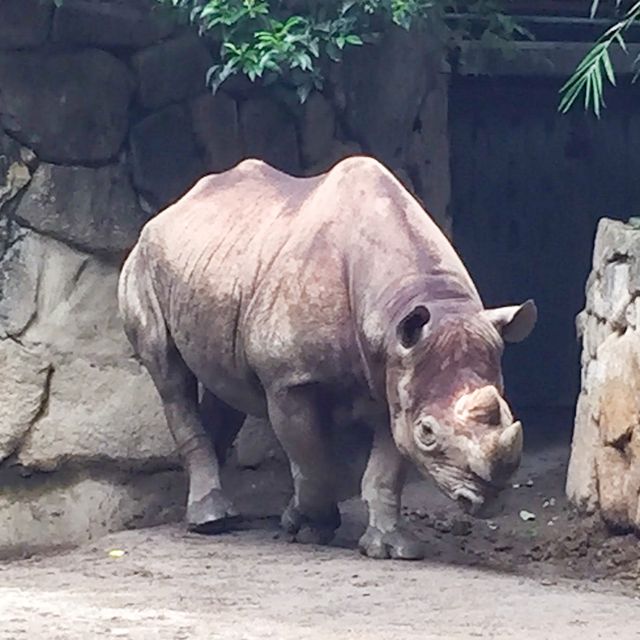 【上野】上野動物園