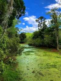 Magnolia Plantation & Gardens.