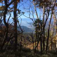 紅葉の唐松尾根(大菩薩嶺)