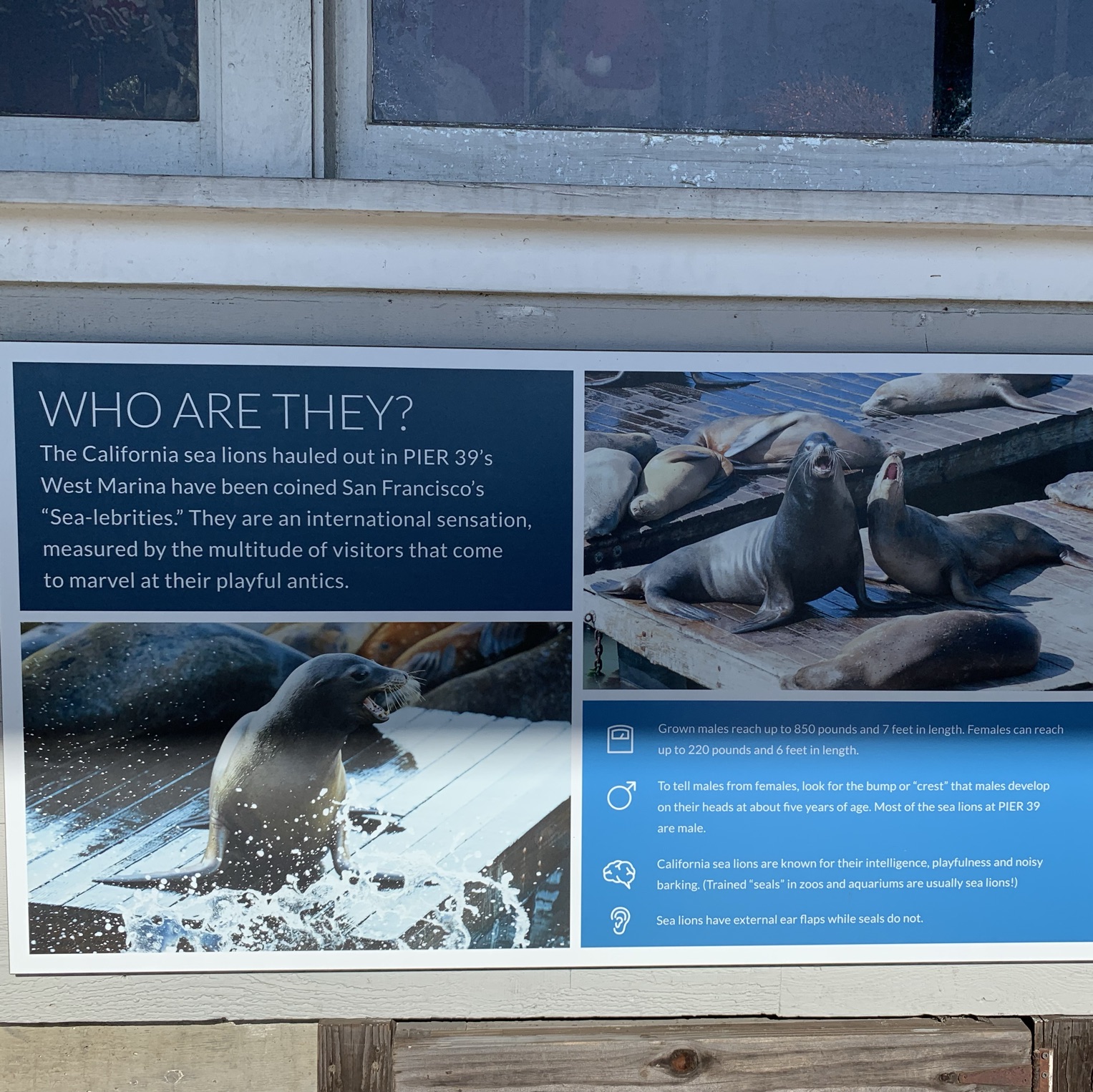 Sea Lebrities: The Sea Lions of Pier 39