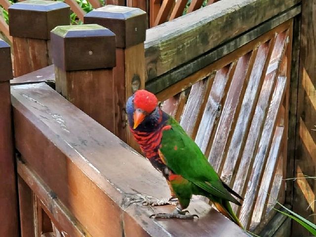 觀鳥樂。香港公園 Hong Kong Park