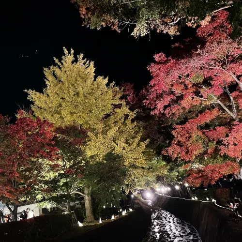 【山梨】ライトアップも幻想的🍁河口湖紅葉まつり