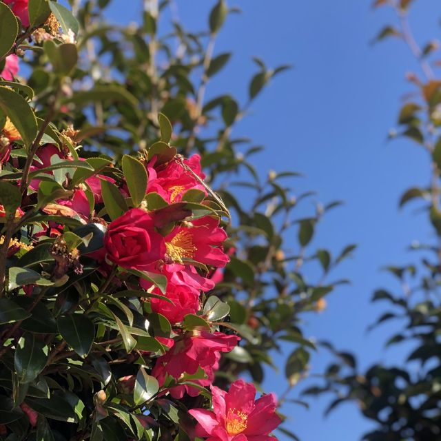 제주 서쪽 동백꽃