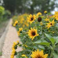 賞花攻略 大埔海濱公園
