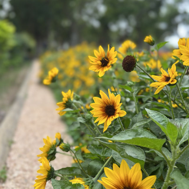 賞花攻略 大埔海濱公園