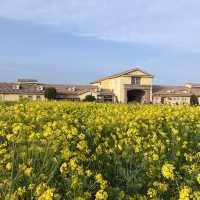【神奈川】絶景の菜の花畑💛ソレイユの丘