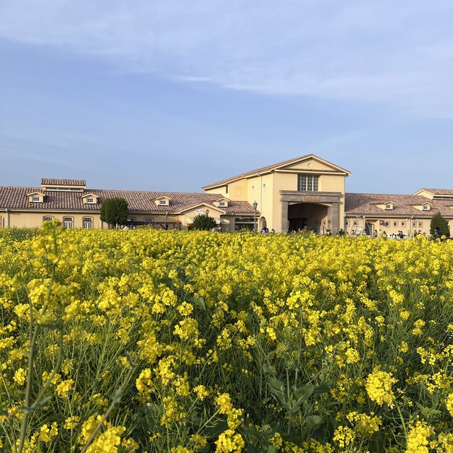 【神奈川】絶景の菜の花畑💛ソレイユの丘