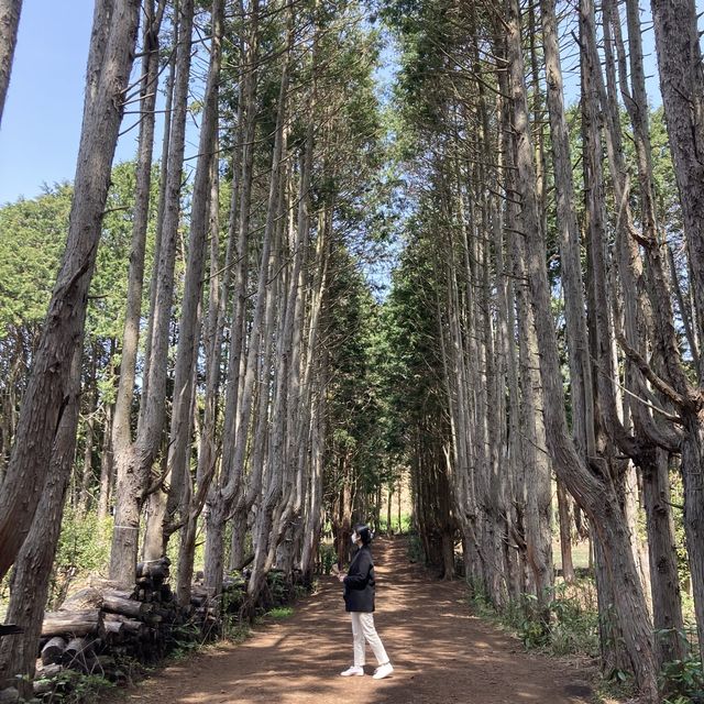 제주의 숨겨진 명소 [안돌오름]