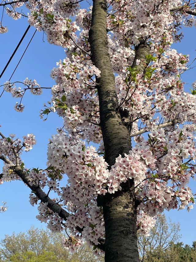 여의도 벚꽃 데이트 명소🌸[윤중로]