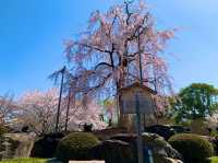 京都　京都散策旅　念願の東寺！東寺と桜のコラボに感動❗️