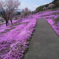 北海道瀧上芝櫻公園