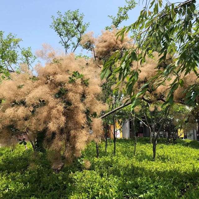 日本🇯🇵名花之里☺️四季如畫