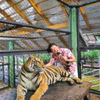 Hugging New Beastie in Tiger Kingdom Phuket.