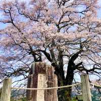 岡山県　醍醐桜🌸