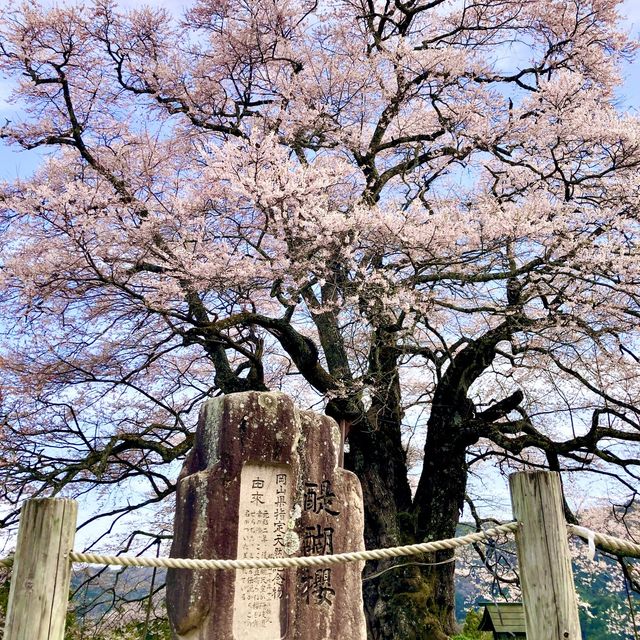 岡山県　醍醐桜🌸