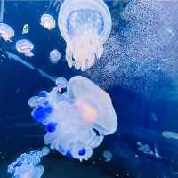 【新江ノ島水族館】神奈川県/江ノ島