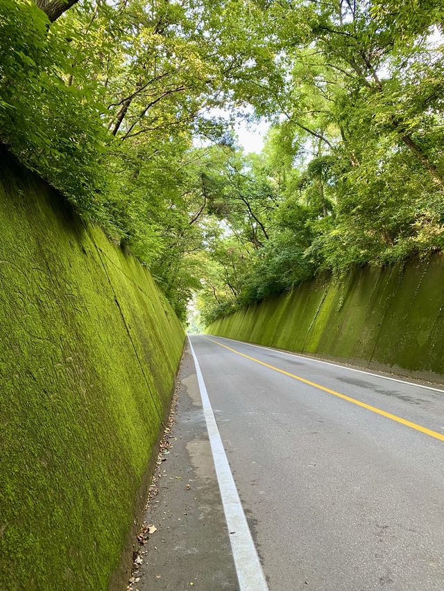 이끼가 모여 만든 신비한 터널, 단양 이끼터널 🍃 