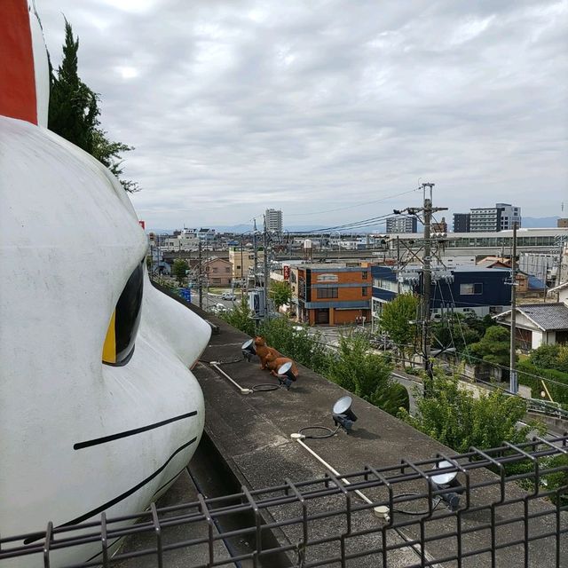 愛知県！常滑市の見まもり猫｢とこにゃん｣
