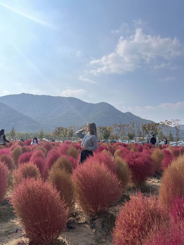 [경남/양산]국화축제에 댑싸리까지 볼 수 있는 가을의 핫플❣️
