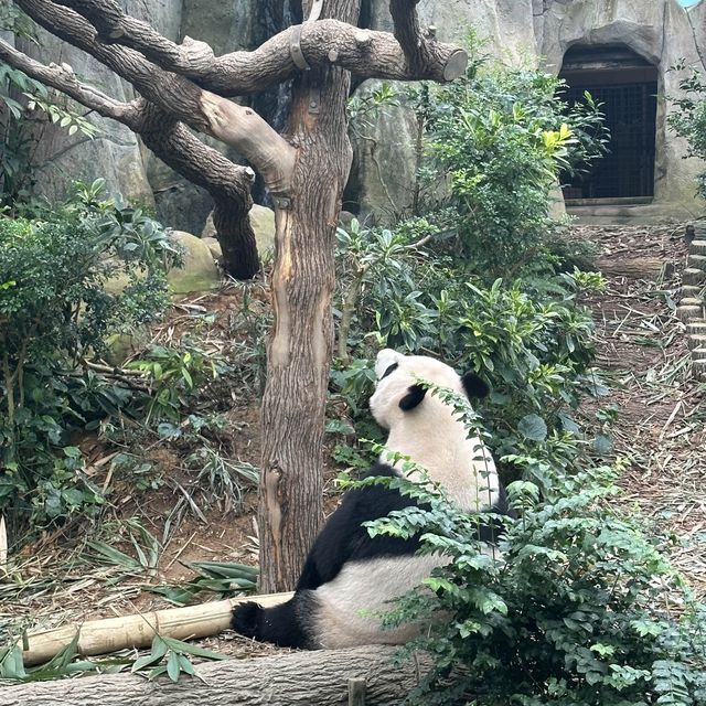 Standing monkeys & cute Pandas! 