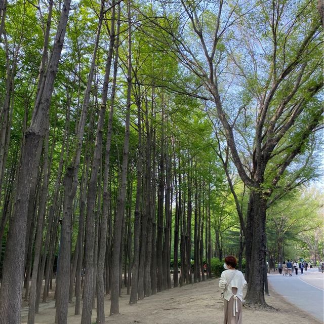 서울숲에서 튤립과 힐링🌷
